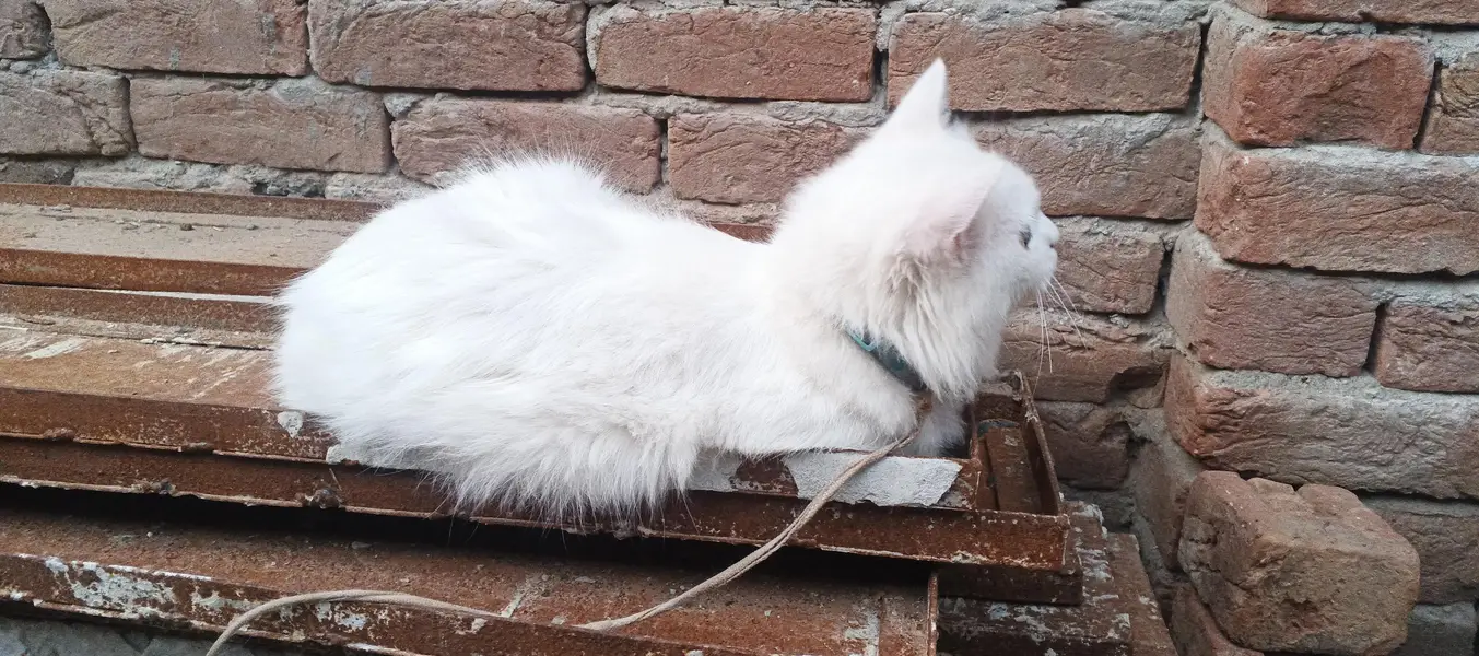 very beautiful cat — photo 4