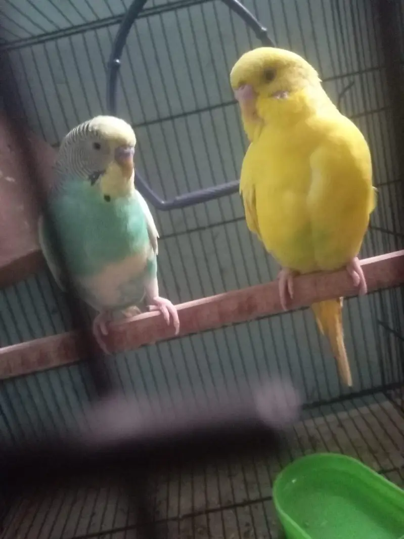 pite male female lotino — photo 2