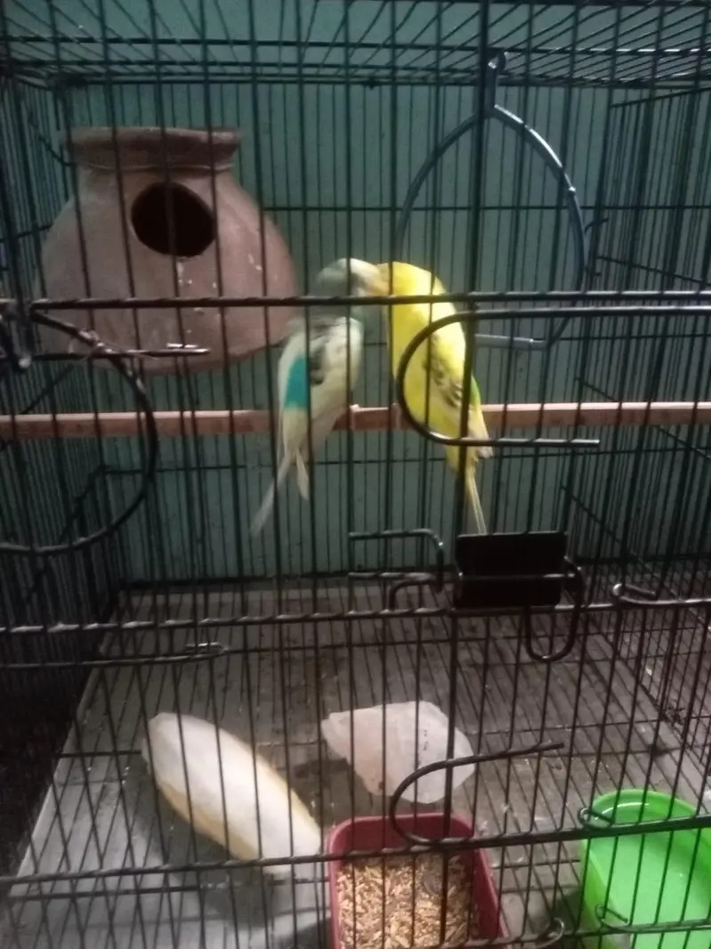 pite male female lotino — photo 3