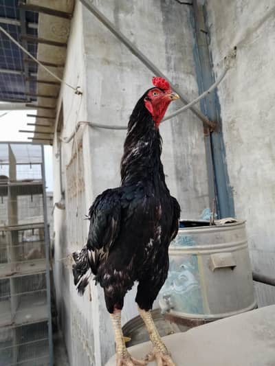 Pure Jawa Aseel Rooster - Active & Healthy Breeder Male