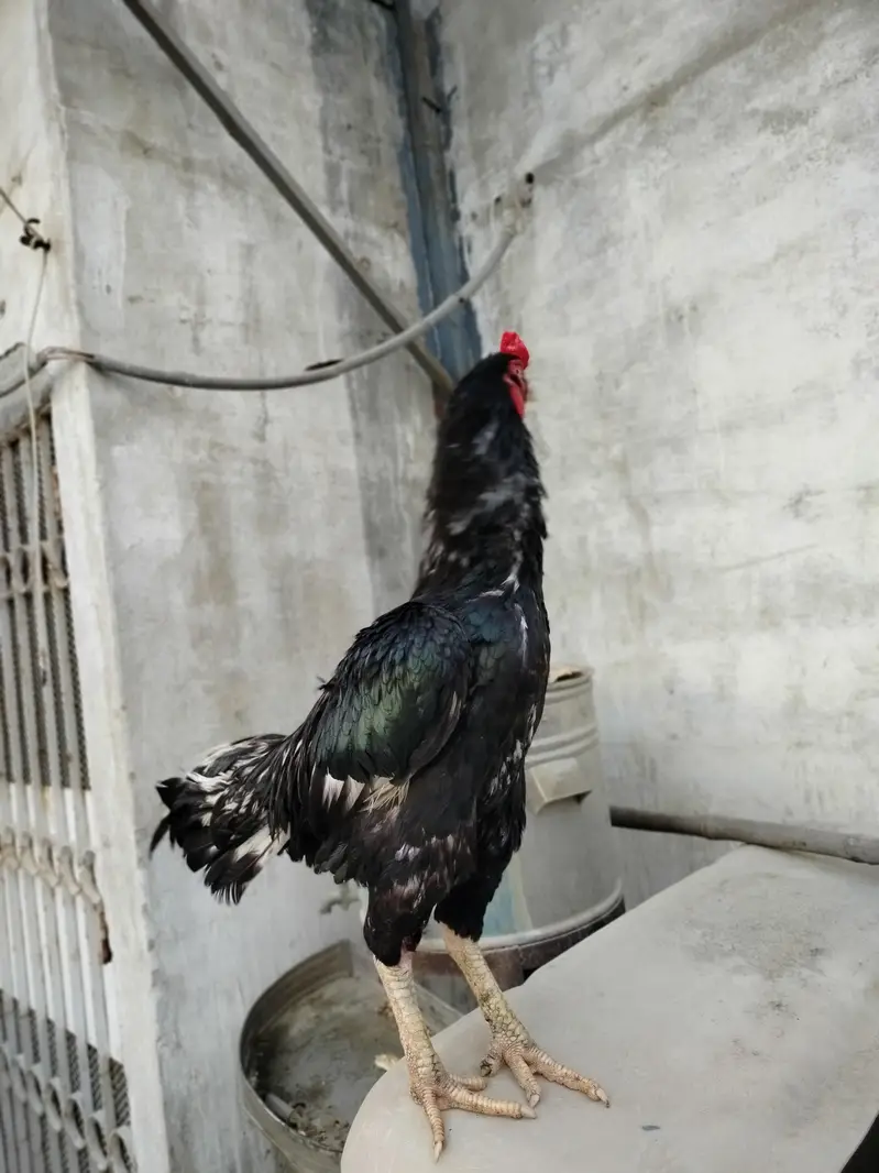 Pure Jawa Aseel Rooster - Active & Healthy Breeder Male — photo 2