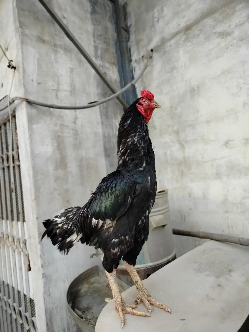 Pure Jawa Aseel Rooster - Active & Healthy Breeder Male — photo 3