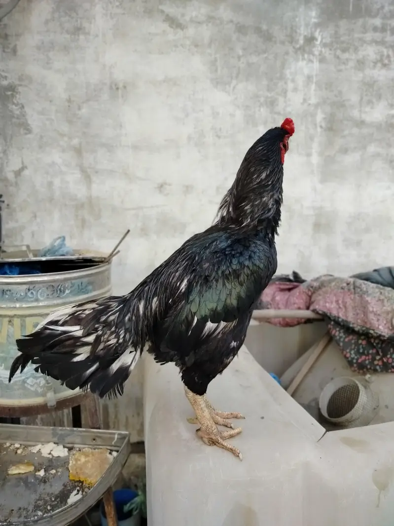 Pure Jawa Aseel Rooster - Active & Healthy Breeder Male — photo 4