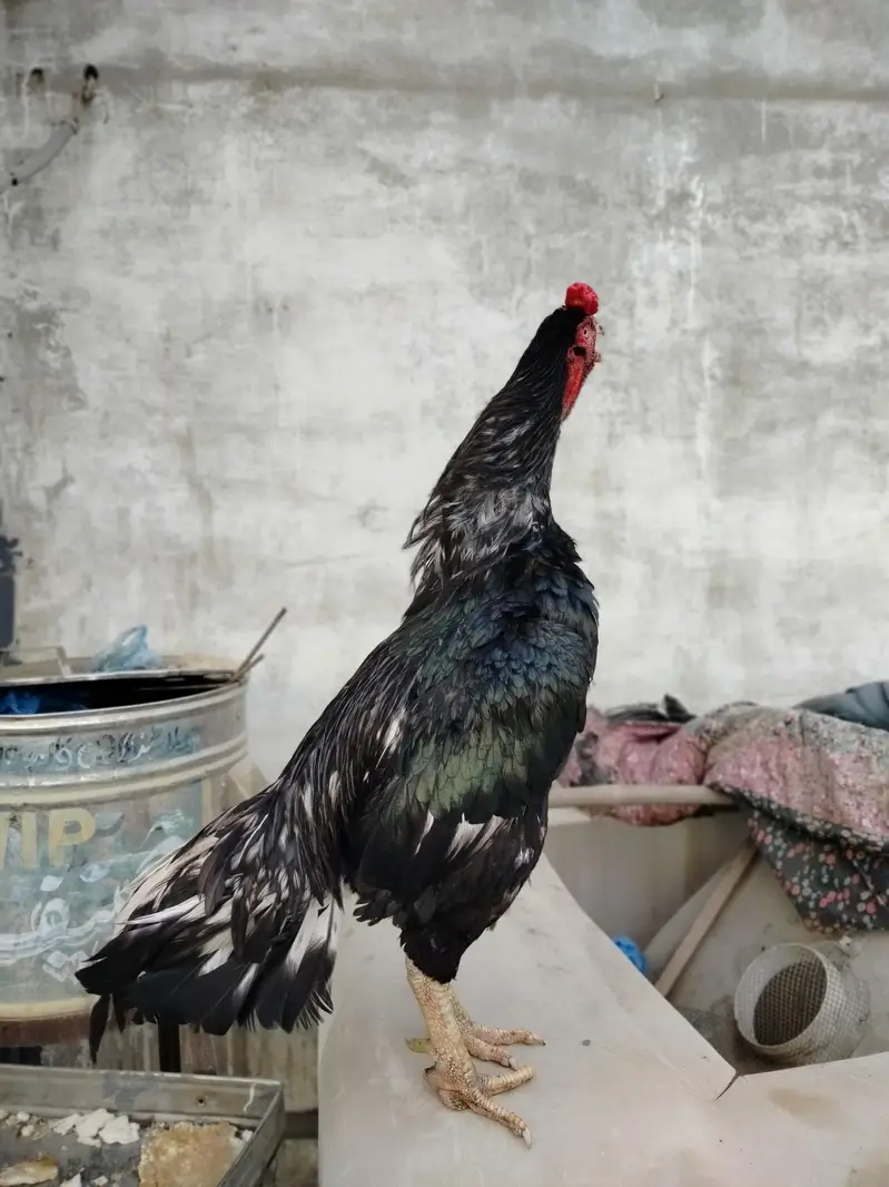 Pure Jawa Aseel Rooster - Active & Healthy Breeder Male — photo 5