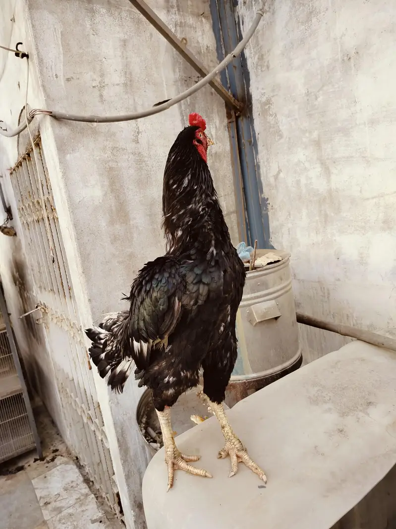 Pure Jawa Aseel Rooster - Active & Healthy Breeder Male — photo 6