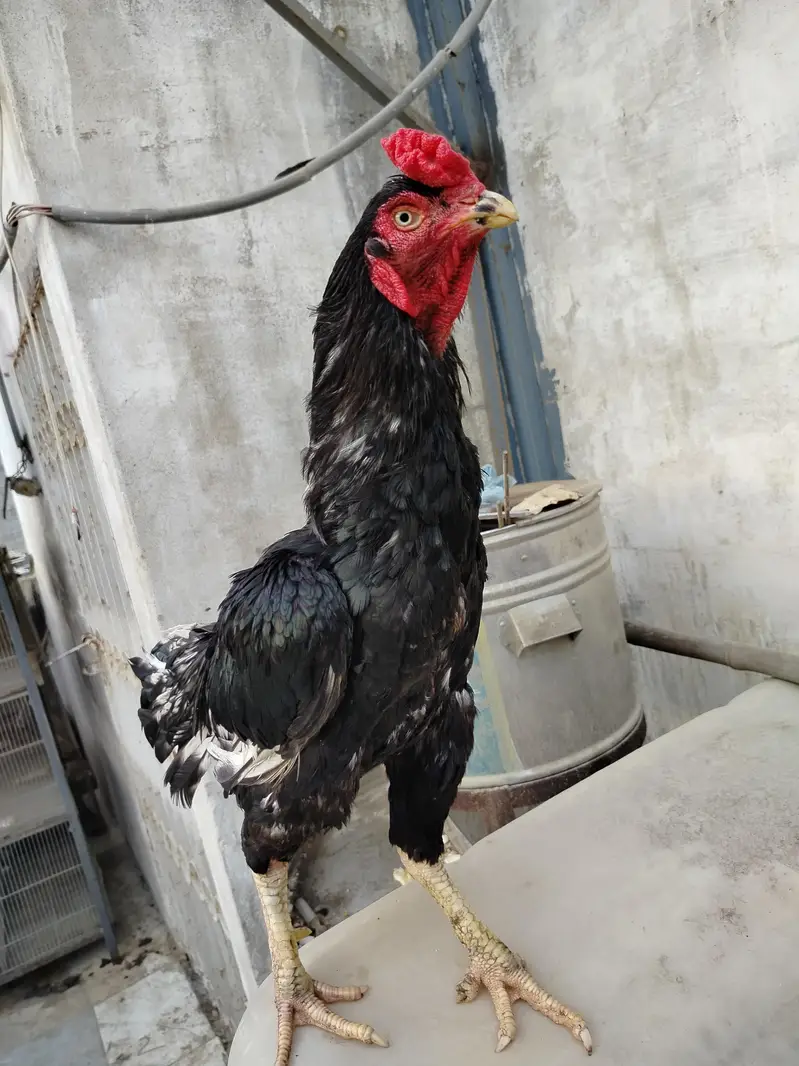 Pure Jawa Aseel Rooster - Active & Healthy Breeder Male — photo 7