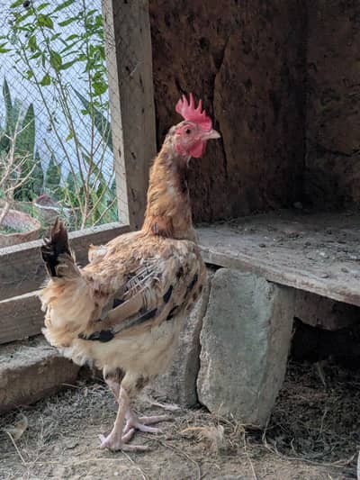 Aseel,desi and fancy hens