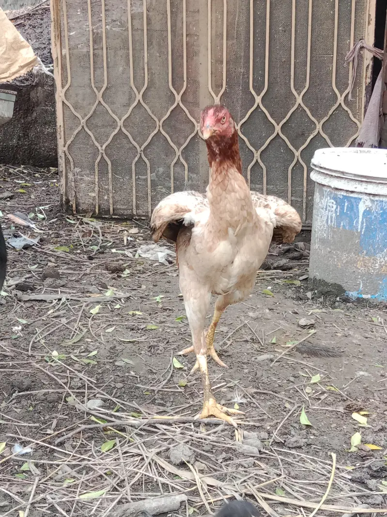 high quality male and female — photo 2