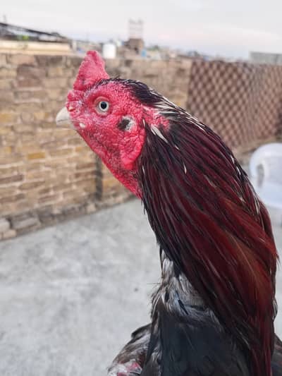 Aseel pair for sale