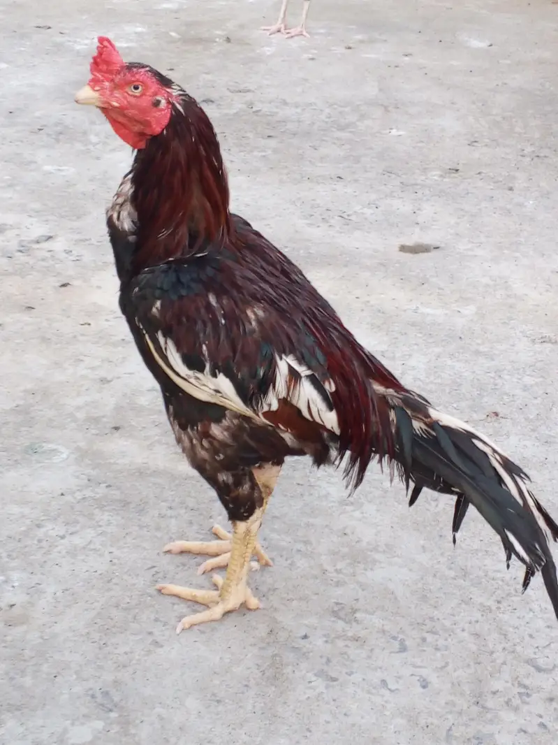 Aseel pair for sale — photo 3