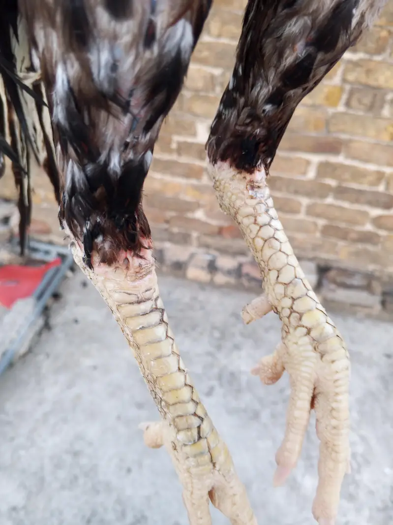 Aseel pair for sale — photo 4
