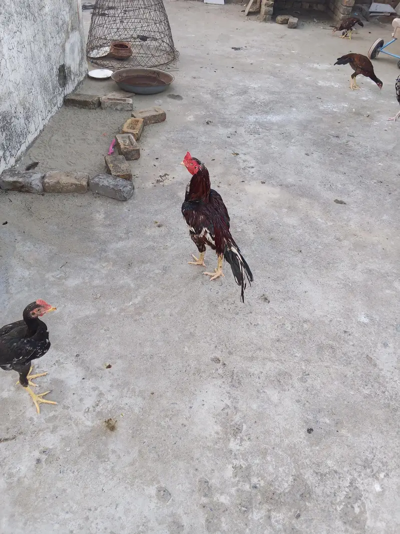 Aseel pair for sale — photo 6