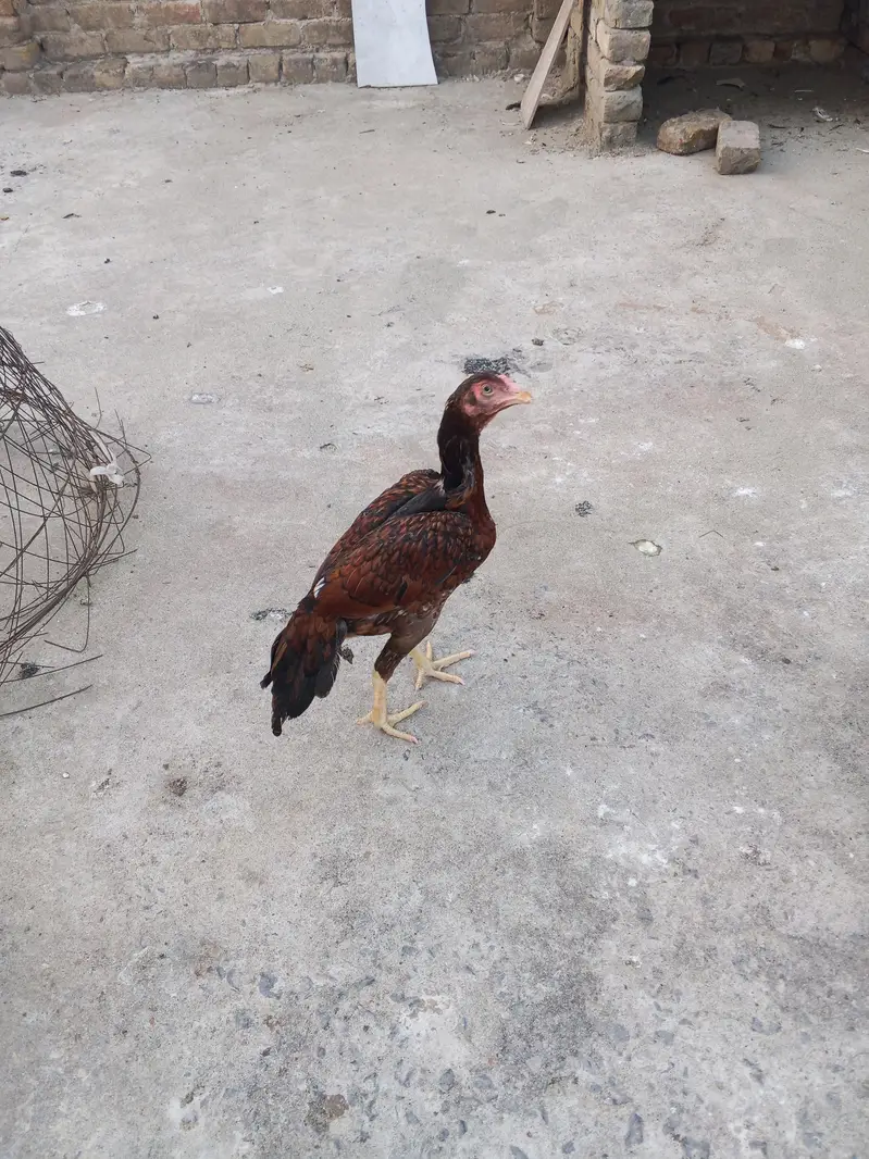 Aseel pair for sale — photo 7