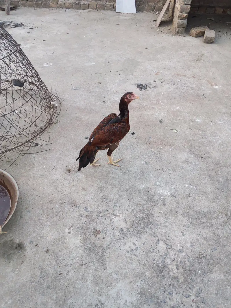 Aseel pair for sale — photo 8