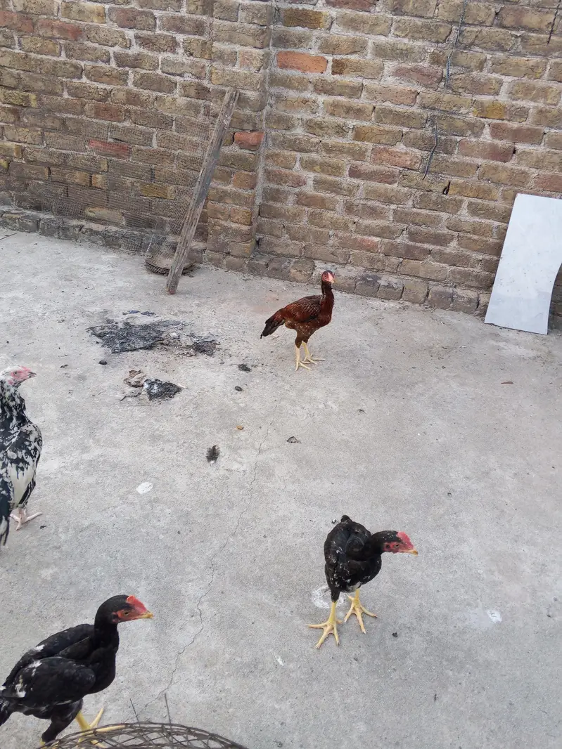 Aseel pair for sale — photo 9