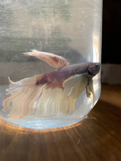 Dumbo ear Betta fish