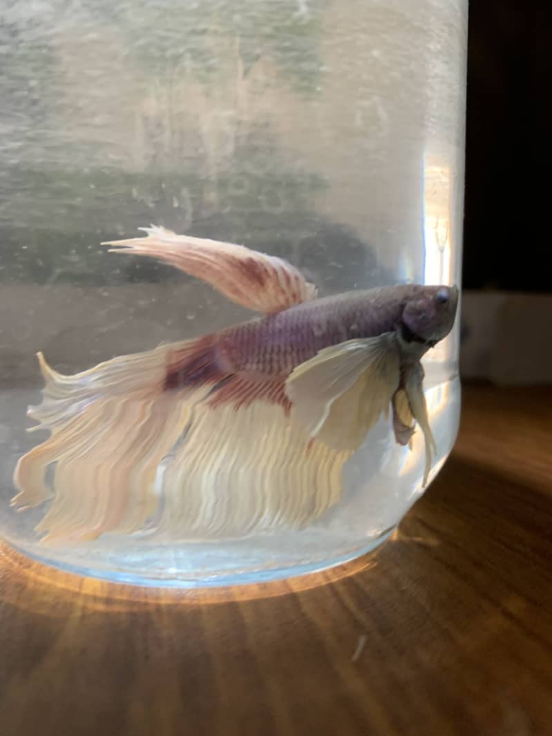 Dumbo ear Betta fish 0