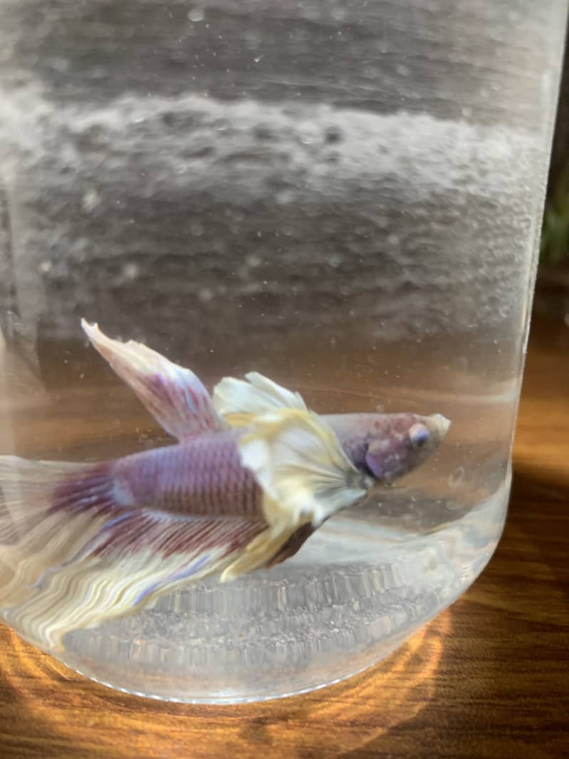 Dumbo ear Betta fish 1