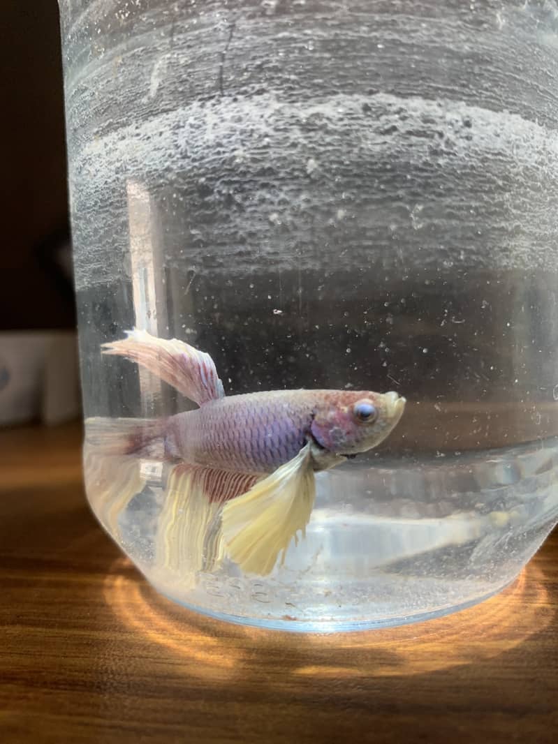Dumbo ear Betta fish 2