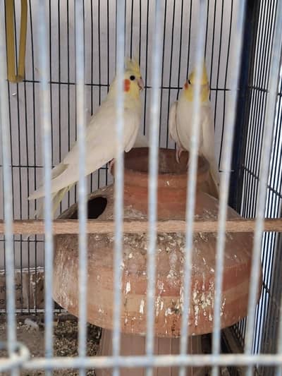 cocktail pair for sell