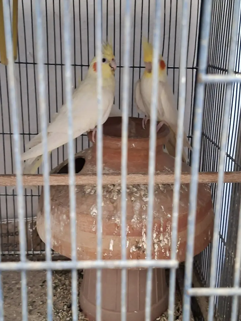 cocktail pair for sell — photo 2