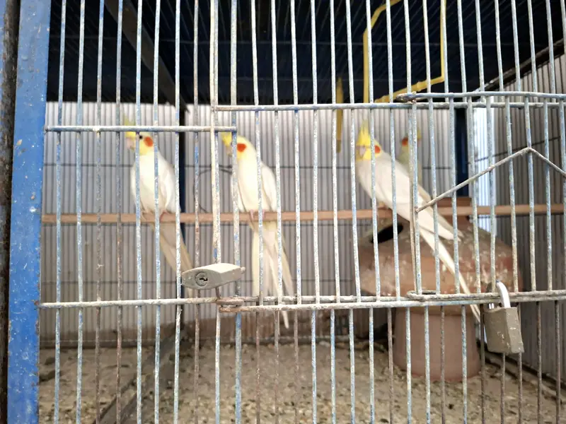 cocktail pair for sell — photo 3
