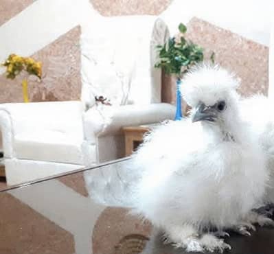 Silkie Patha For Sale
