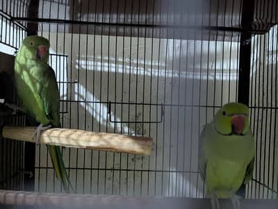 green ringneck parrot breeder pair for sale