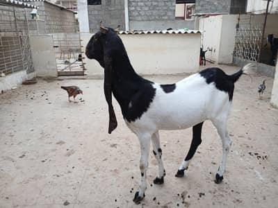 kamori goat for sale