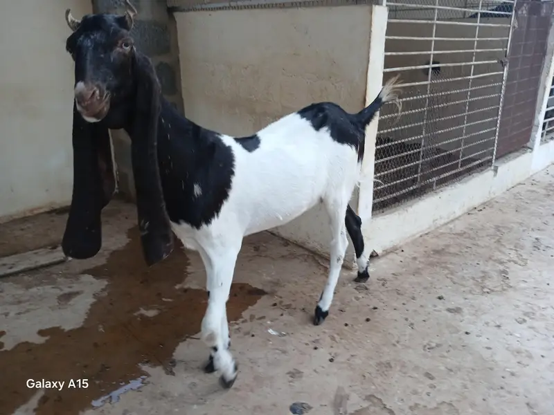 kamori goat for sale — photo 2