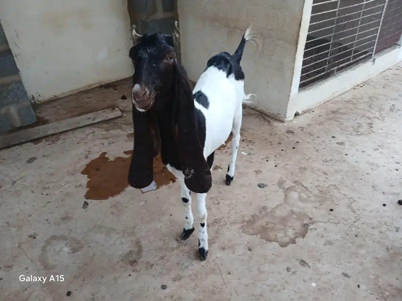 kamori goat for sale — photo 3