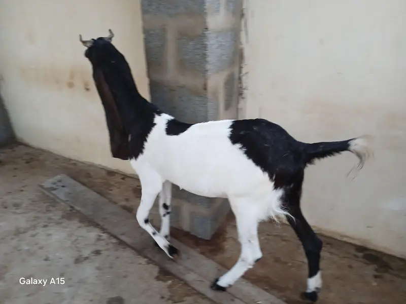 kamori goat for sale — photo 4