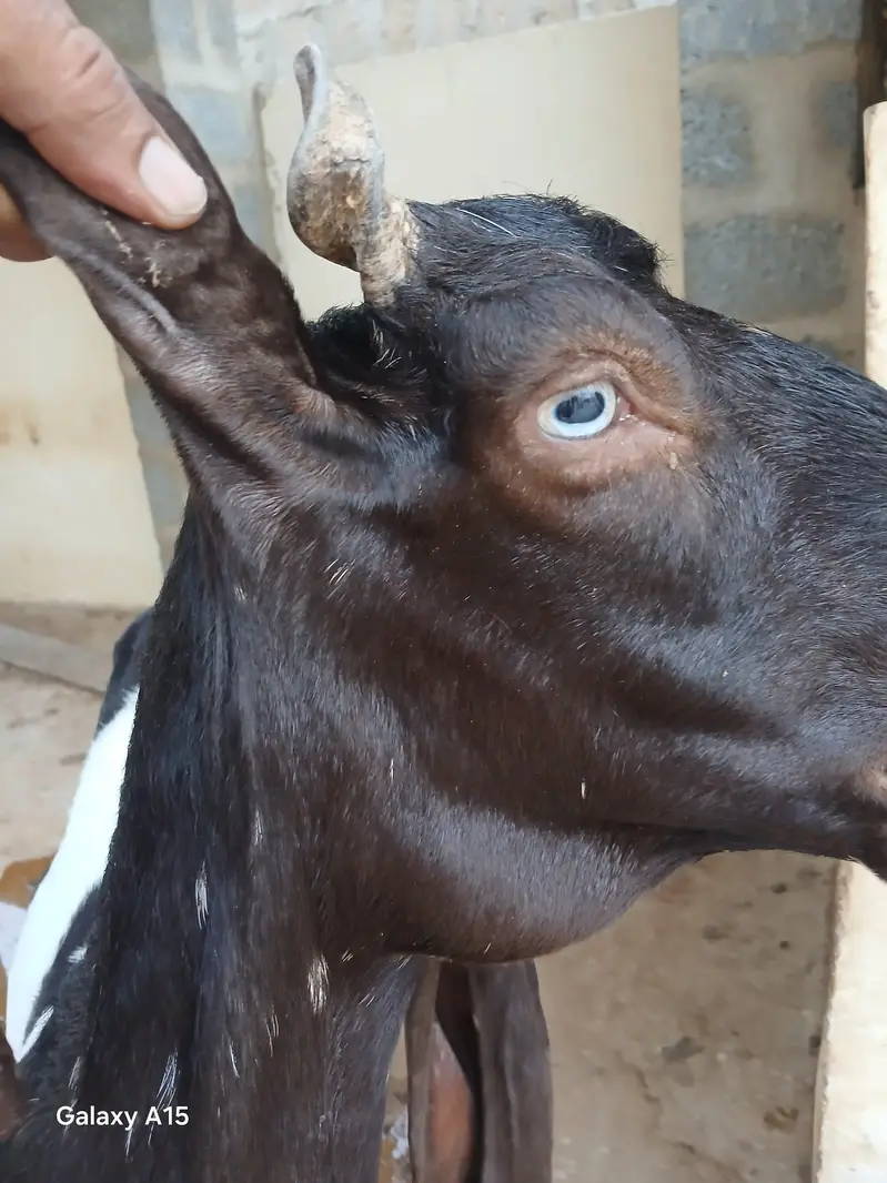 kamori goat for sale — photo 5