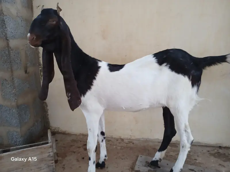 kamori goat for sale — photo 6