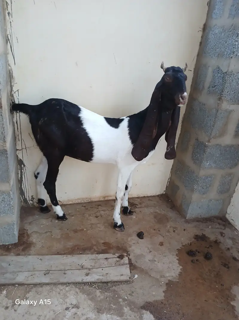 kamori goat for sale — photo 7