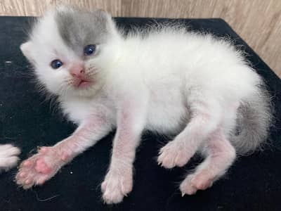 Persian single coat-male kitten