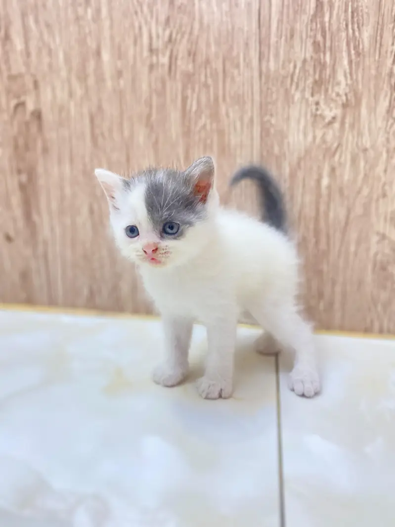 Persian single coat-male kitten — photo 2