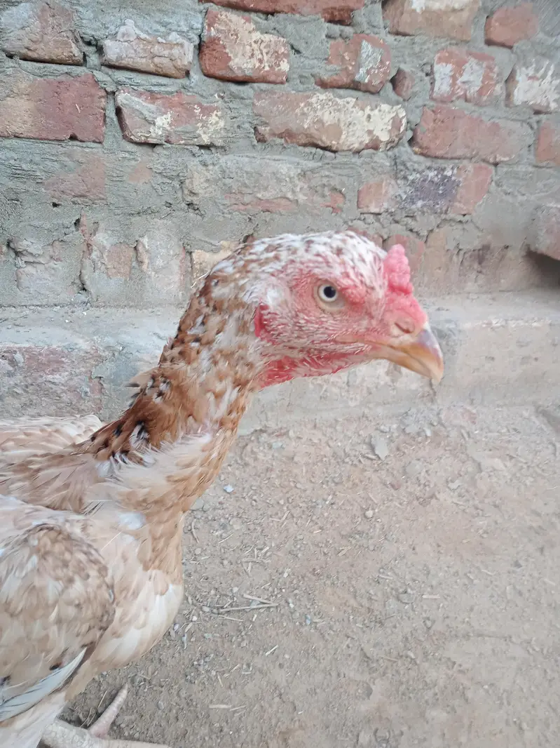 Aseel shamo cross Madi. 03460760137 — photo 6