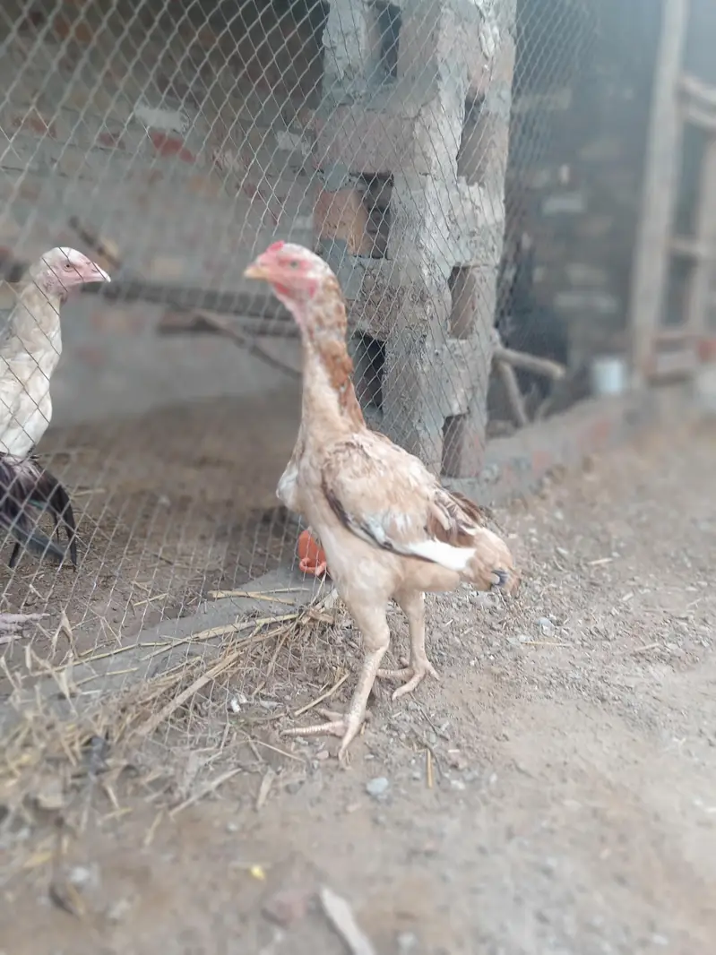 Aseel shamo cross Madi. 03460760137 — photo 7