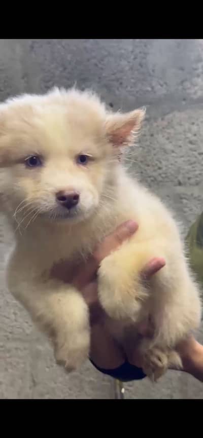 Siberian husky female puppies