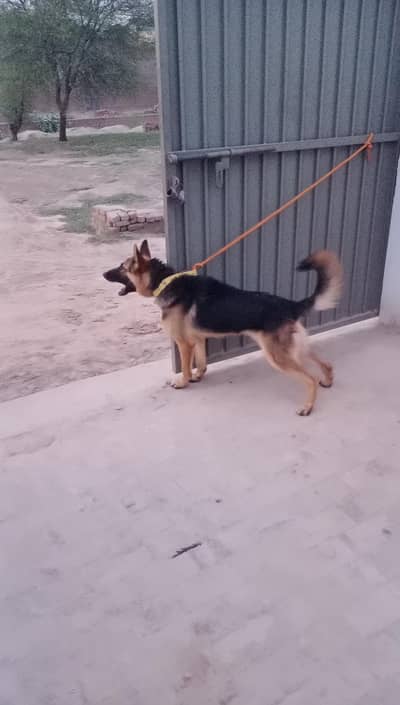 German Shepard Active healthy dog
