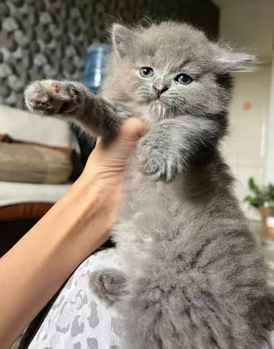 home delivery available Persian Punch face triple coat cat Kitten