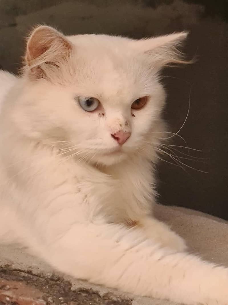 Khan Manee 2