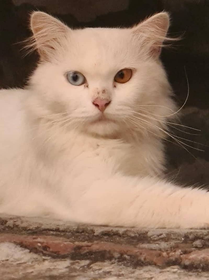 Khan Manee 1