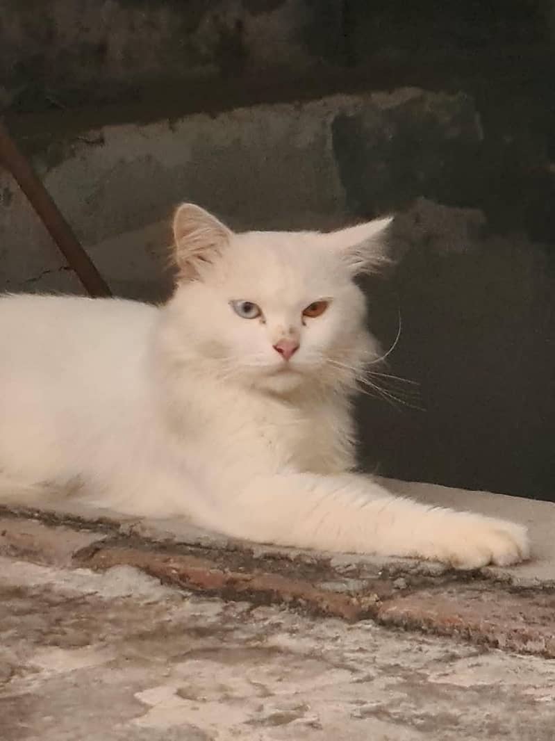 Khan Manee 5