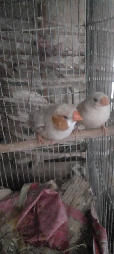jumbo orange finch pair