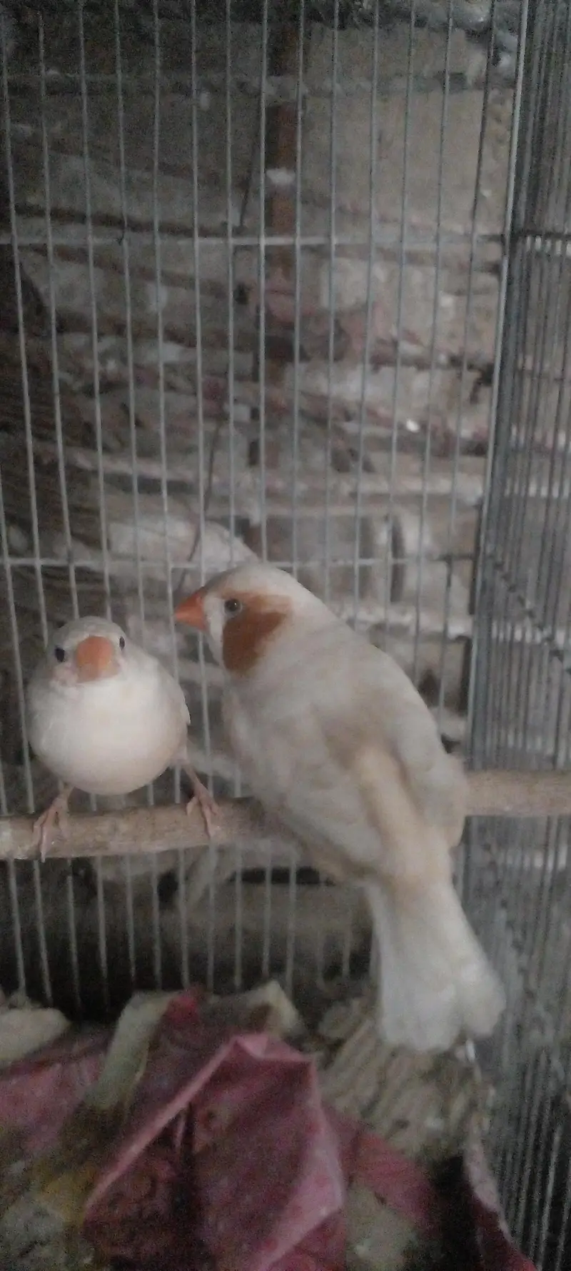 jumbo orange finch pair — photo 2