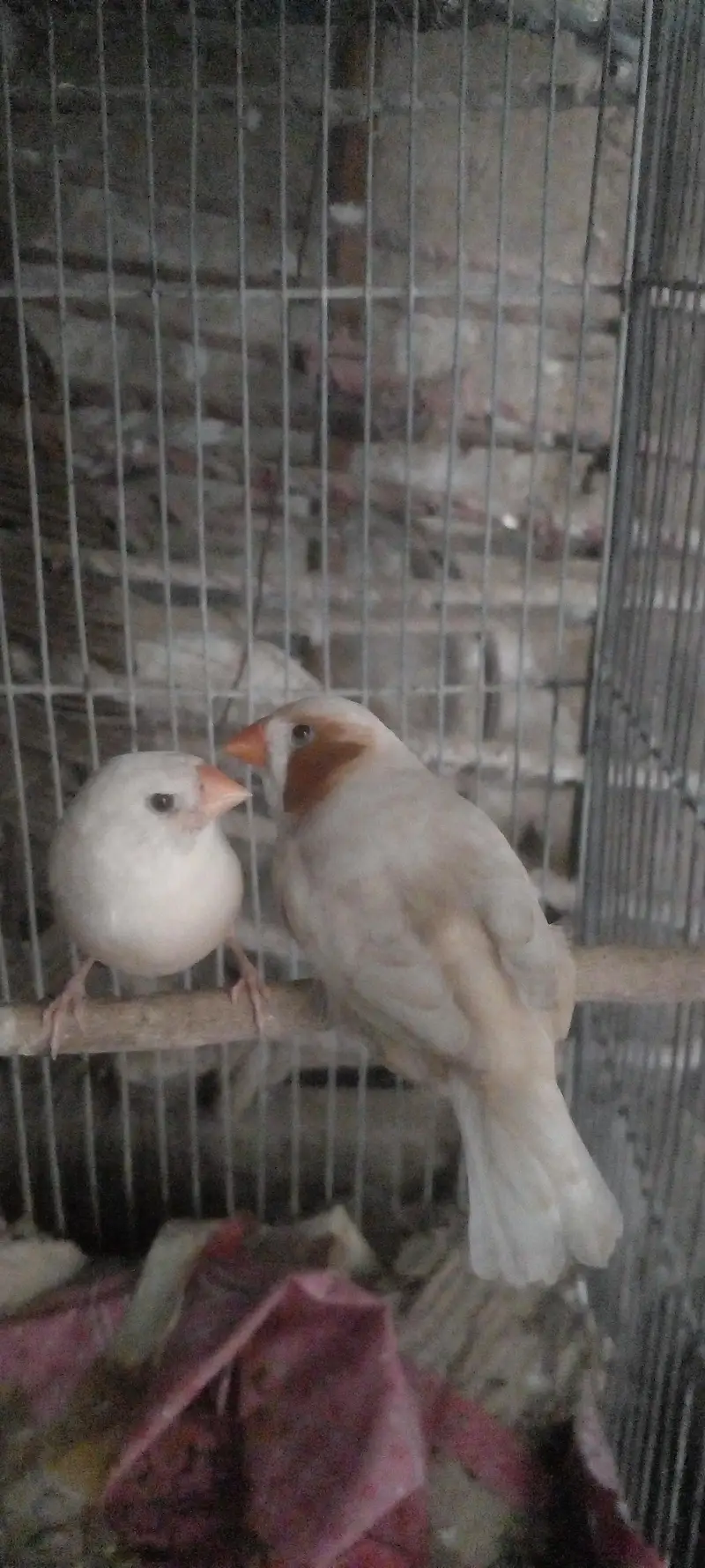 jumbo orange finch pair — photo 3