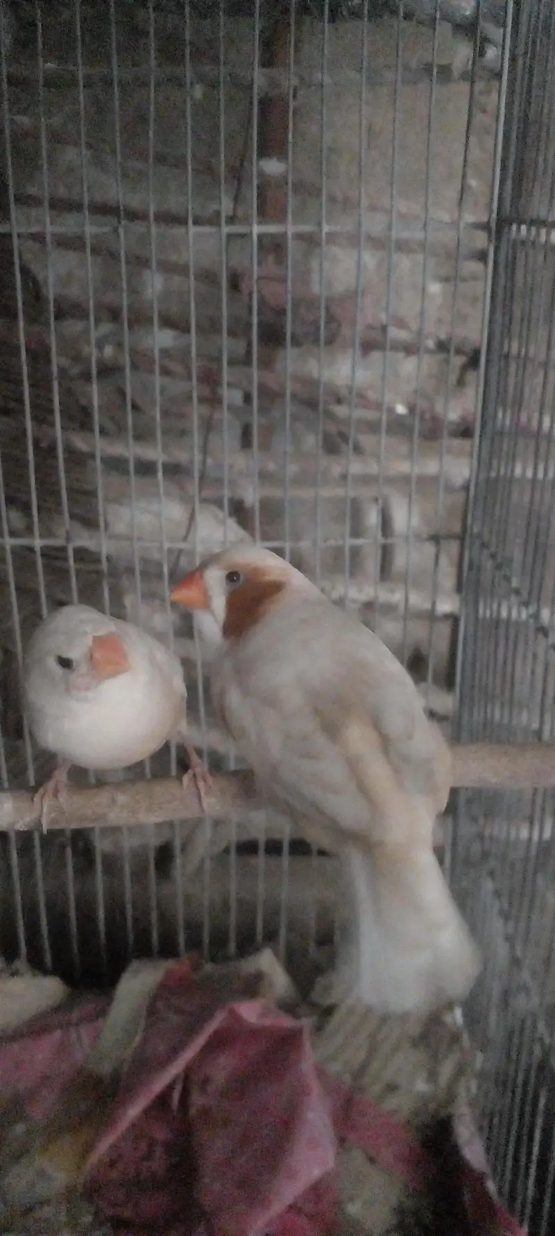 jumbo orange finch pair — photo 4