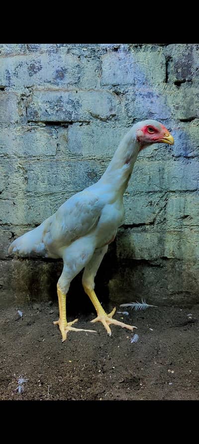 White Shamo pathi